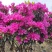 杜鹃造型花瓶，杜鹃花瓶，杜鹃柱，杜鹃造型