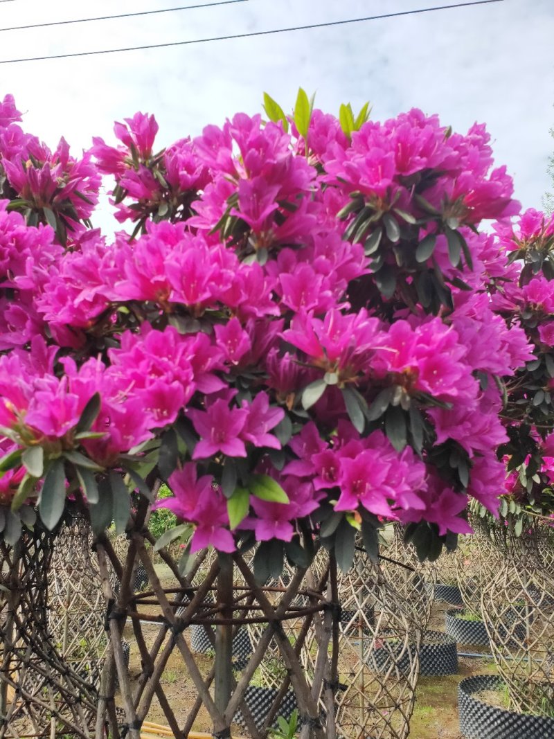 杜鹃造型花瓶，杜鹃花瓶，杜鹃柱，杜鹃造型