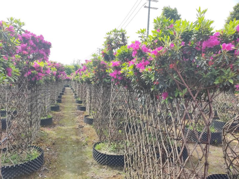 杜鹃造型花瓶，杜鹃花瓶，杜鹃柱，杜鹃造型