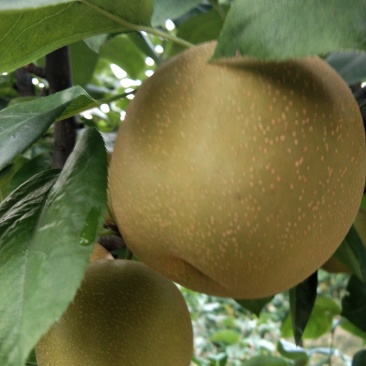 翠冠梨