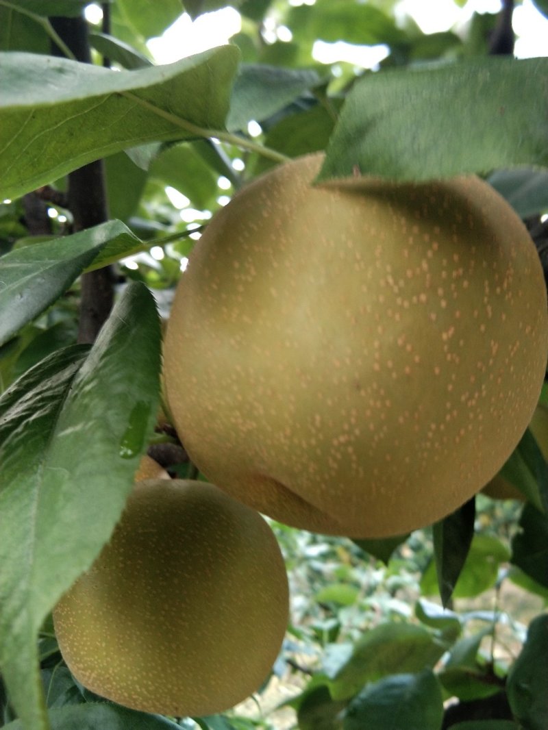 翠冠梨