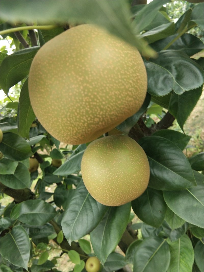 翠冠梨