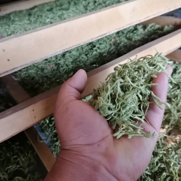漯河百亩金银花持续产新！欢迎新老客户下单