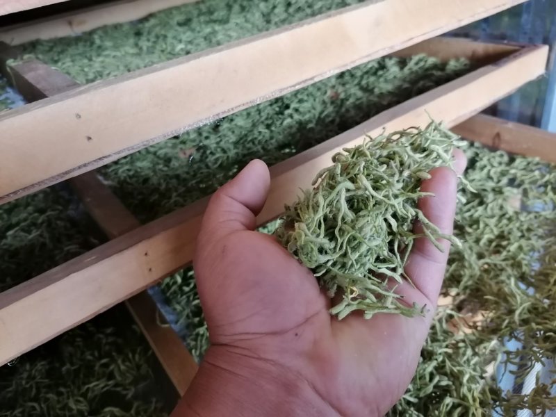 漯河百亩金银花持续产新！欢迎新老客户下单