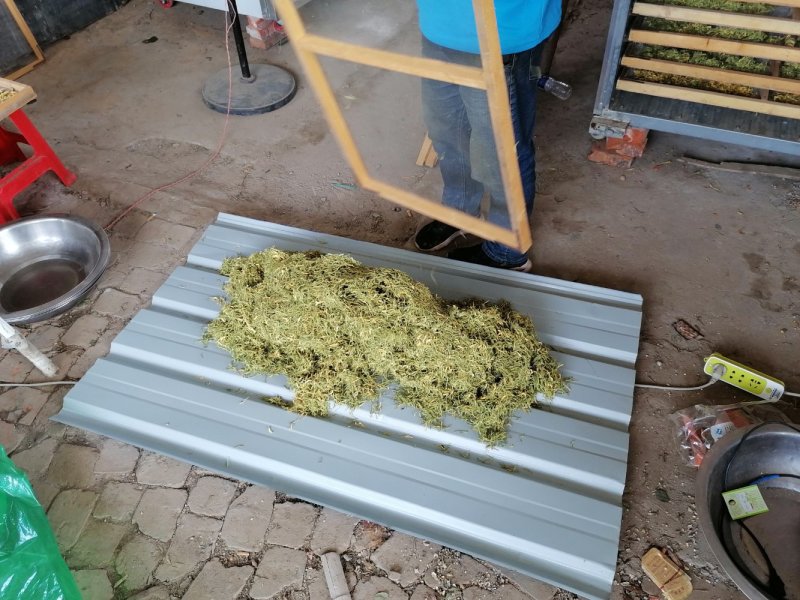 漯河百亩金银花持续产新！欢迎新老客户下单