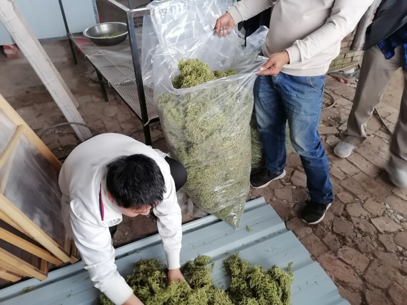 漯河百亩金银花持续产新！欢迎新老客户下单
