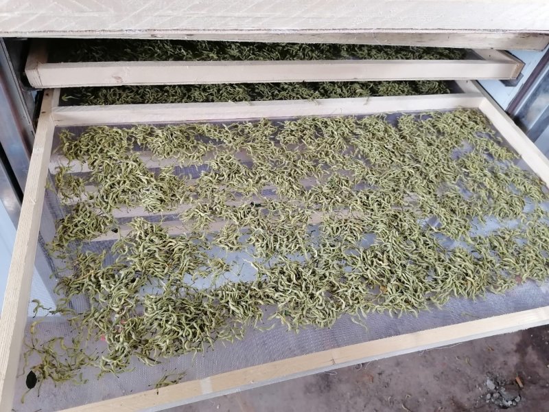 漯河百亩金银花持续产新！欢迎新老客户下单