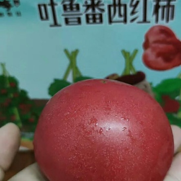 精品西红柿，大量上市