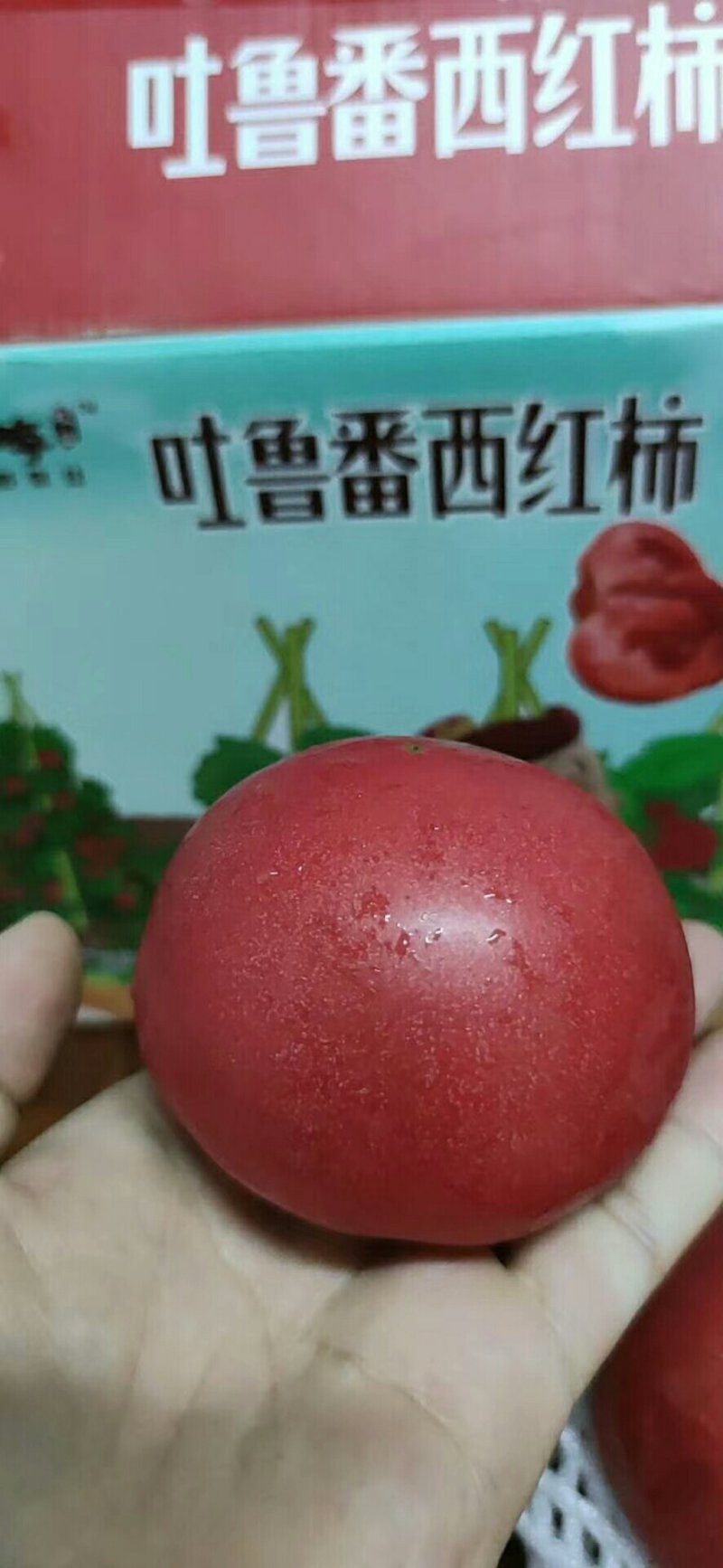 精品西红柿，大量上市