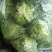 大棚甘蓝包菜质量保证