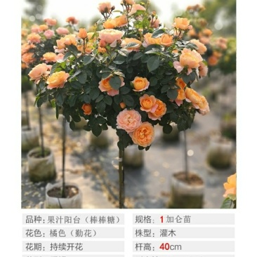 树状棒棒糖形月季花苗玫瑰庭院浓香花卉植物带果汁阳台盆栽