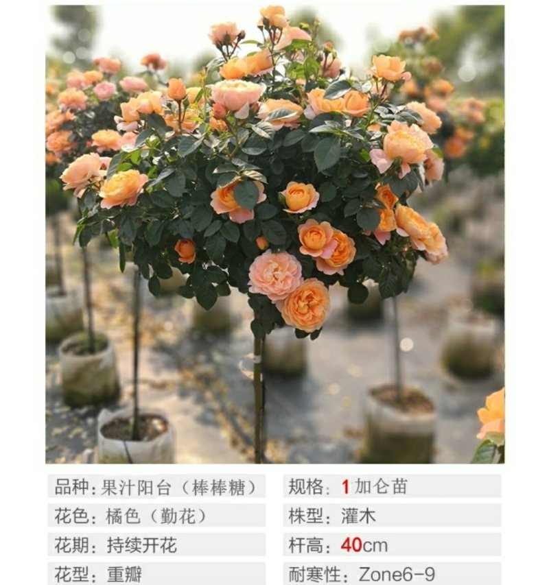 树状棒棒糖形月季花苗玫瑰庭院浓香花卉植物带果汁阳台盆栽