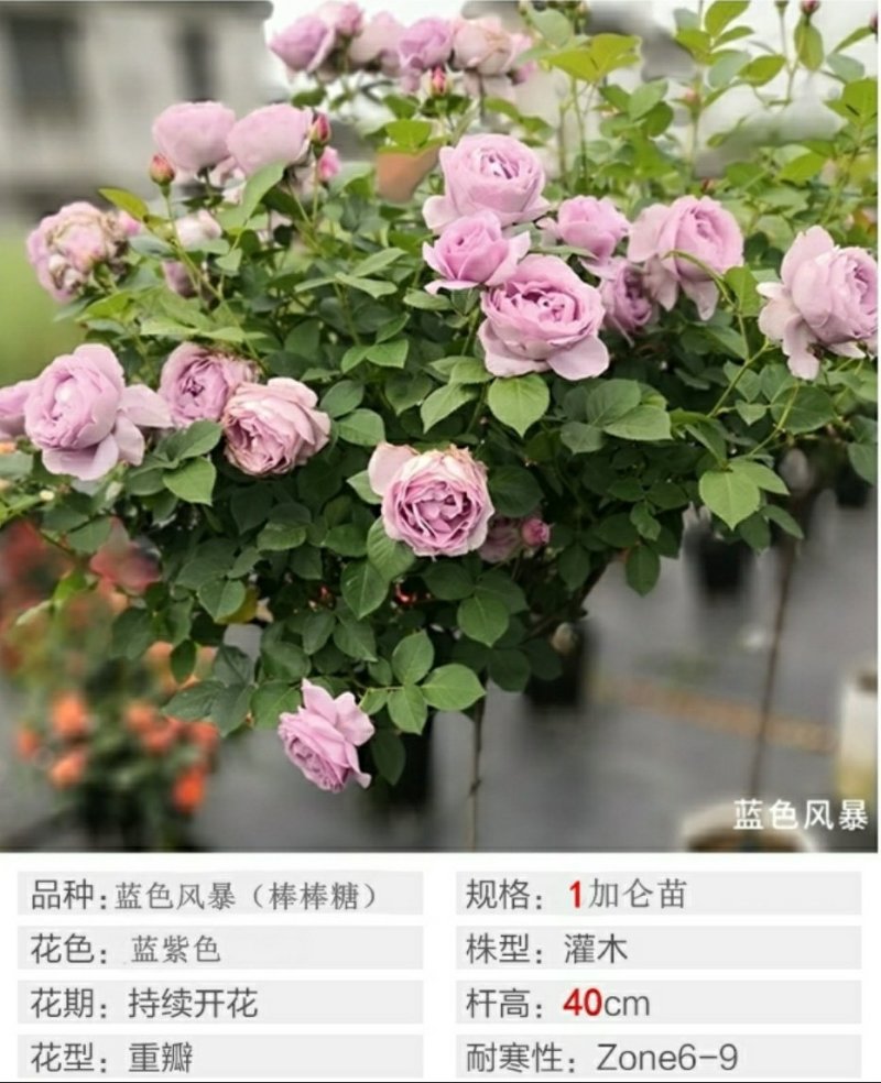 树状棒棒糖形月季花苗玫瑰庭院浓香花卉植物带果汁阳台盆栽