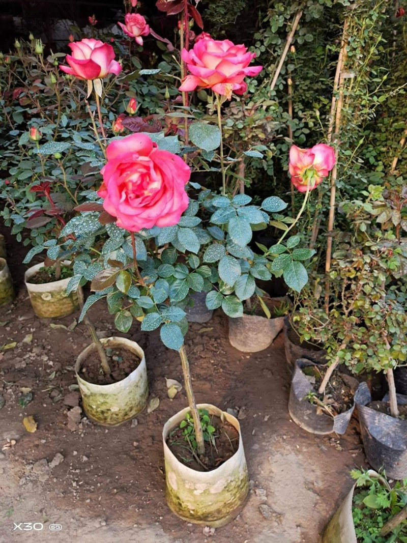 树状棒棒糖形月季花苗玫瑰庭院浓香花卉植物带果汁阳台盆栽