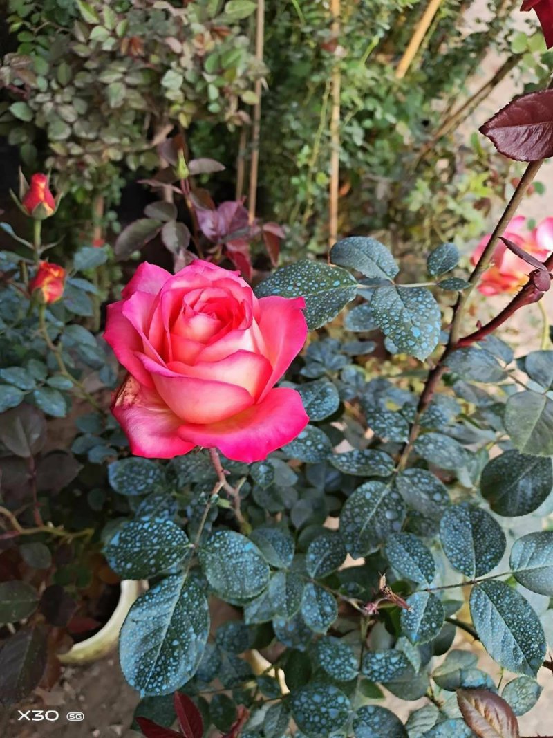 树状棒棒糖形月季花苗玫瑰庭院浓香花卉植物带果汁阳台盆栽
