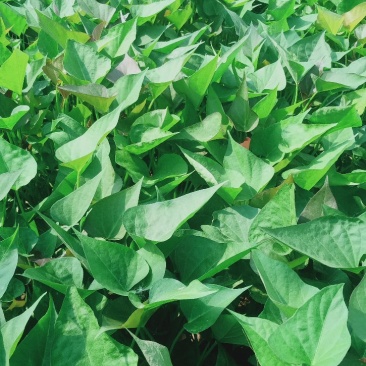脱毒西瓜红红薯苗基地