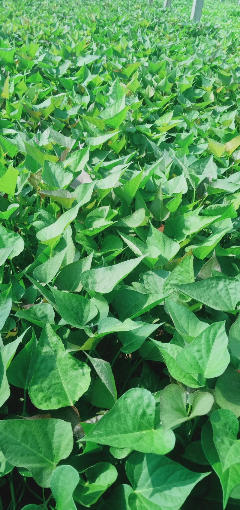 脱毒西瓜红红薯苗基地