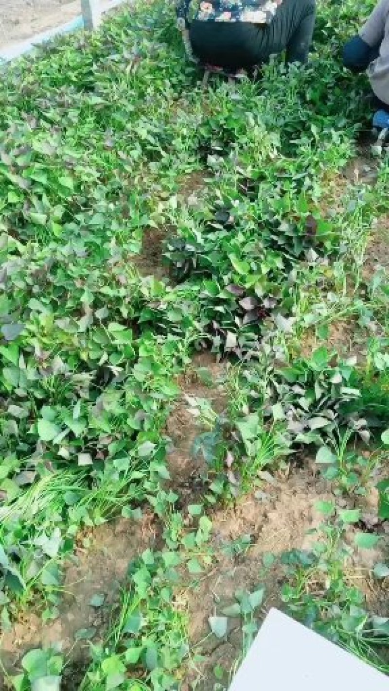 脱毒西瓜红红薯苗基地