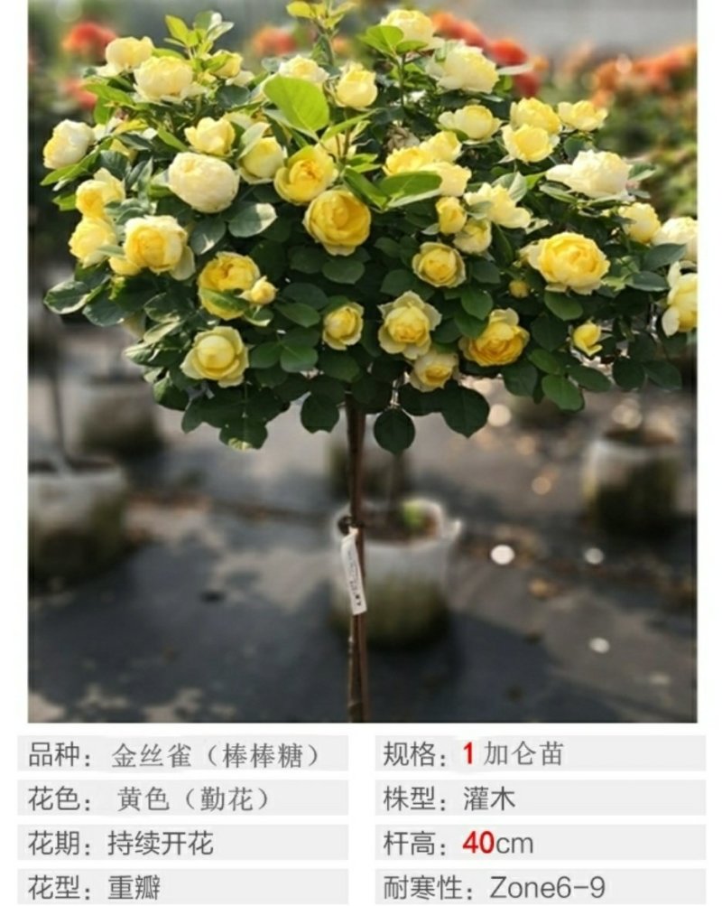 诺娃金丝雀树状棒棒糖月季花苗玫瑰庭院浓香花卉植物袋盆栽