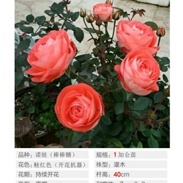 诺娃金丝雀树状棒棒糖月季花苗玫瑰庭院浓香花卉植物袋盆栽