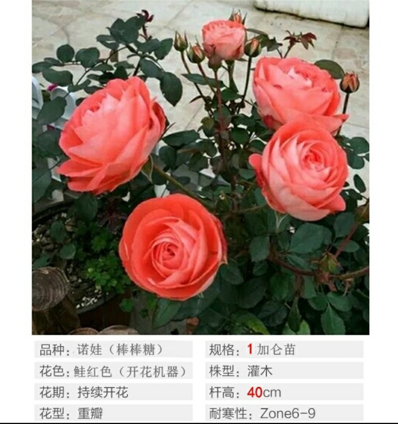 诺娃金丝雀树状棒棒糖月季花苗玫瑰庭院浓香花卉植物袋盆栽