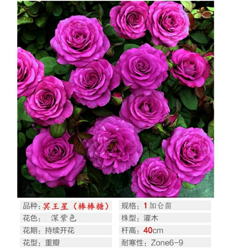 诺娃金丝雀树状棒棒糖月季花苗玫瑰庭院浓香花卉植物袋盆栽