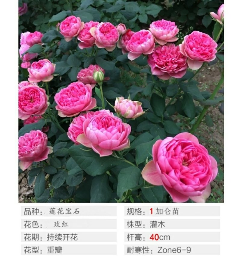 诺娃金丝雀树状棒棒糖月季花苗玫瑰庭院浓香花卉植物袋盆栽