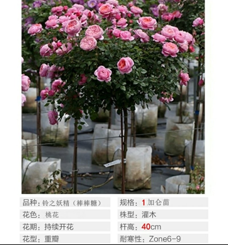 树状棒棒糖月季花苗玫瑰庭院浓香花卉植物袋盆栽多头月季花苗