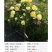 树状棒棒糖月季花苗玫瑰庭院浓香花卉植物袋盆栽多头月季花苗
