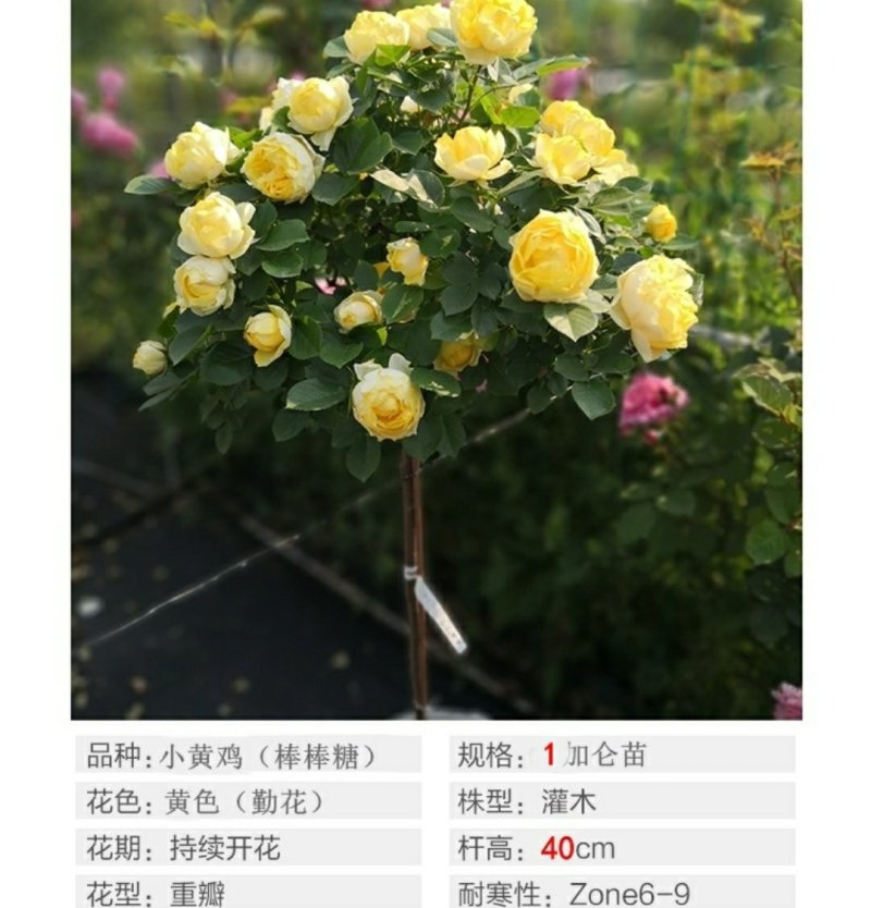 树状棒棒糖月季花苗玫瑰庭院浓香花卉植物袋盆栽多头月季花苗