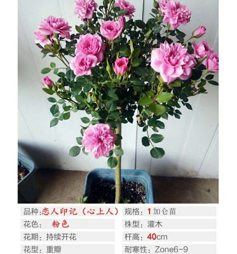 树状棒棒糖月季花苗玫瑰庭院浓香花卉植物袋盆栽多头月季花苗