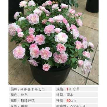 树状棒棒糖月季花苗玫瑰庭院浓香花卉植物袋盆栽多头月季花苗