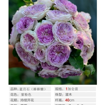 棒棒糖树状月季花苗玫瑰庭院浓香花卉植物带蓝月石盆栽