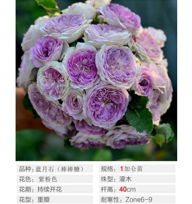 棒棒糖树状月季花苗玫瑰庭院浓香花卉植物带蓝月石盆栽