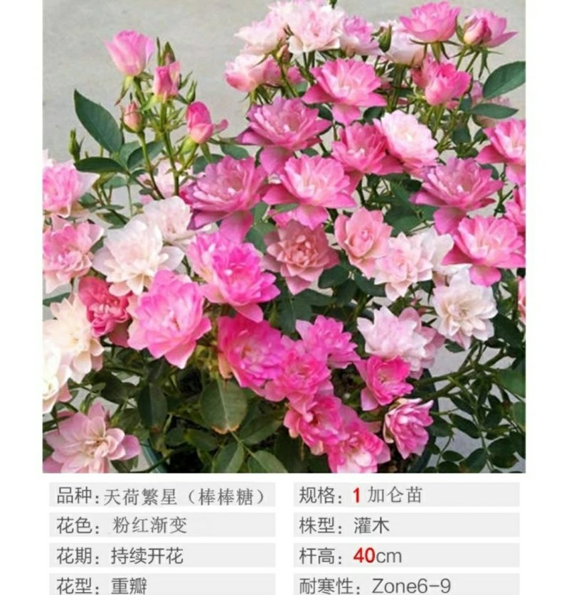 棒棒糖树状月季花苗玫瑰庭院浓香花卉植物带蓝月石盆栽