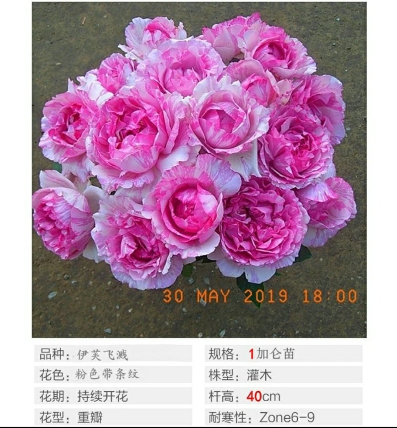 棒棒糖树状月季花苗玫瑰庭院浓香花卉植物带蓝月石盆栽