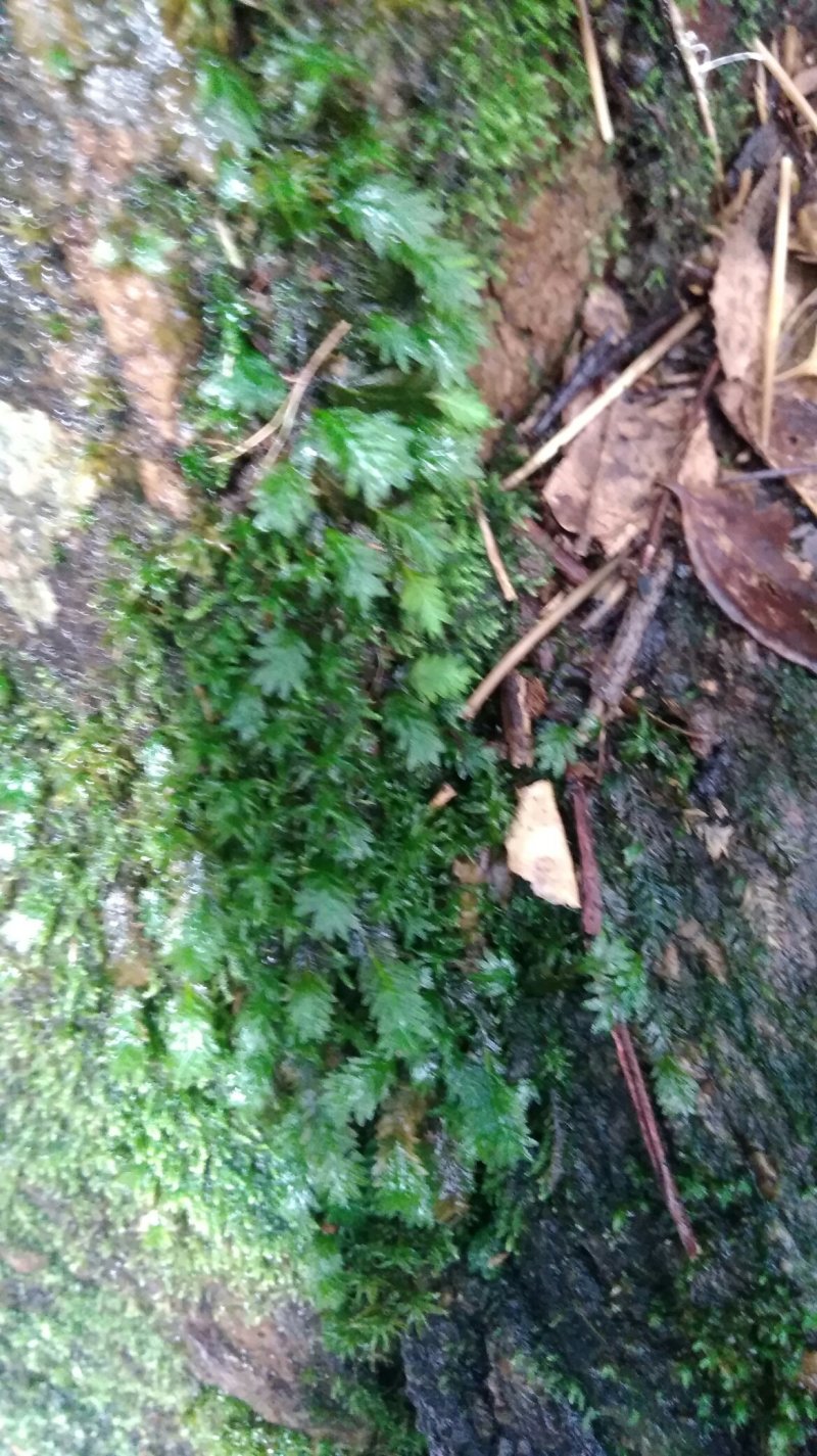 凤尾苔藓-大叶凤尾藓