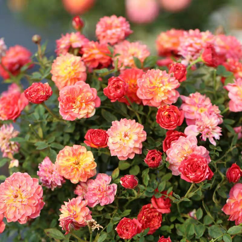 躲躲藏藏树状棒棒糖月季花苗玫瑰庭院浓香花卉植物袋盆栽
