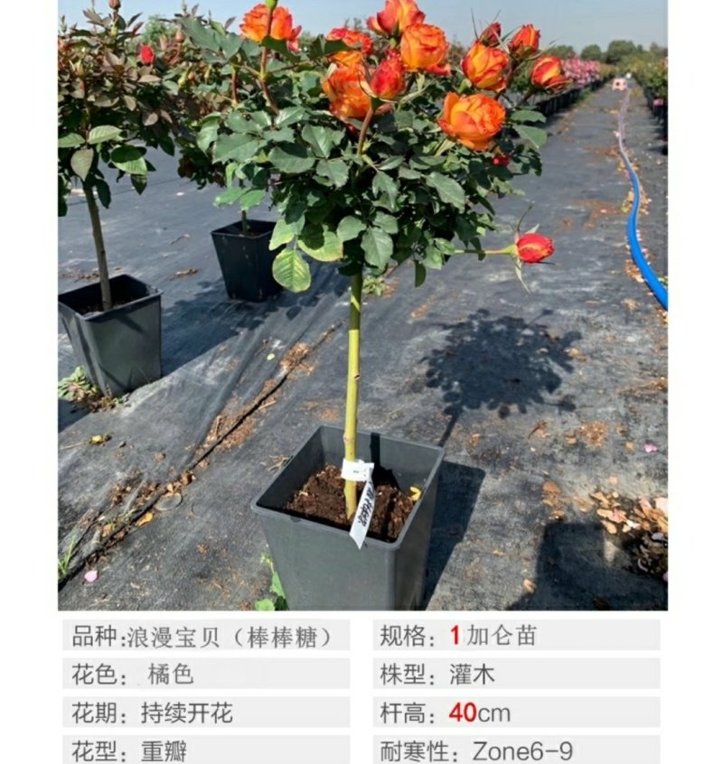 躲躲藏藏树状棒棒糖月季花苗玫瑰庭院浓香花卉植物袋盆栽