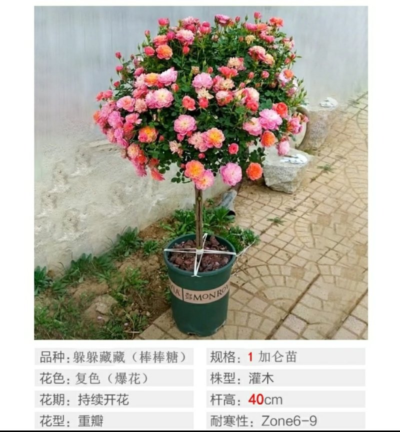躲躲藏藏树状棒棒糖月季花苗玫瑰庭院浓香花卉植物袋盆栽