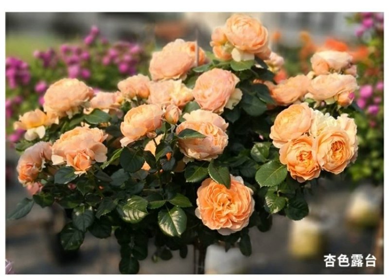 躲躲藏藏树状棒棒糖月季花苗玫瑰庭院浓香花卉植物袋盆栽