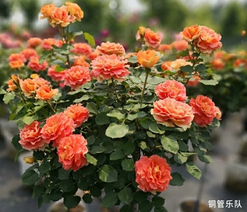 躲躲藏藏树状棒棒糖月季花苗玫瑰庭院浓香花卉植物袋盆栽