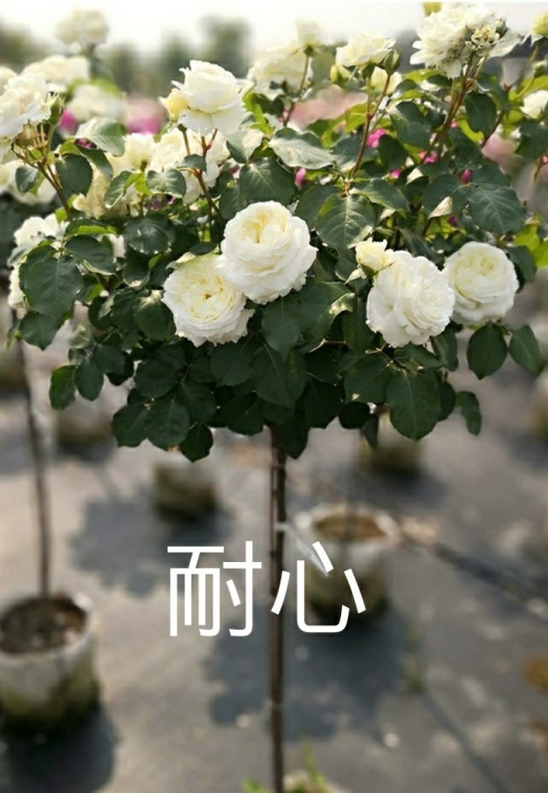 躲躲藏藏树状棒棒糖月季花苗玫瑰庭院浓香花卉植物袋盆栽