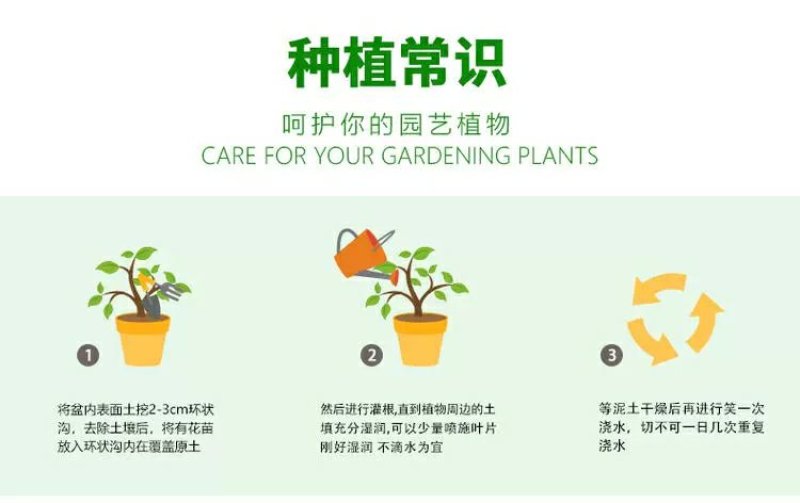 躲躲藏藏树状棒棒糖月季花苗玫瑰庭院浓香花卉植物袋盆栽