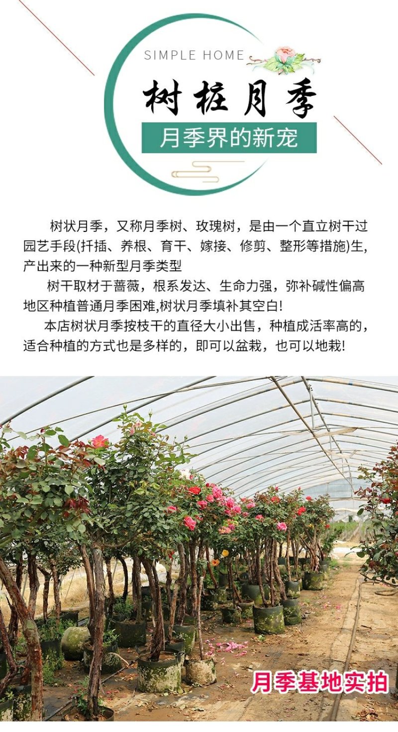 躲躲藏藏树状棒棒糖月季花苗玫瑰庭院浓香花卉植物袋盆栽