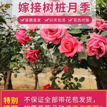 躲躲藏藏树状棒棒糖月季花苗玫瑰庭院浓香花卉植物袋盆栽