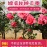 棒棒糖树状月季花苗玫瑰庭院浓香花卉植物带蓝月石盆栽