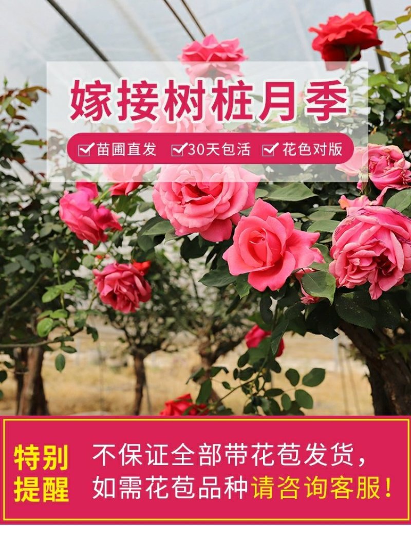 棒棒糖树状月季花苗玫瑰庭院浓香花卉植物带蓝月石盆栽