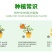 诺娃金丝雀树状棒棒糖月季花苗玫瑰庭院浓香花卉植物袋盆栽