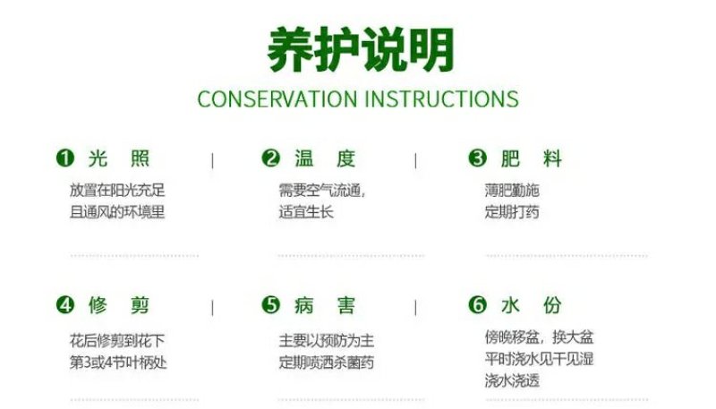 树状棒棒糖形月季花苗玫瑰庭院浓香花卉植物带果汁阳台盆栽